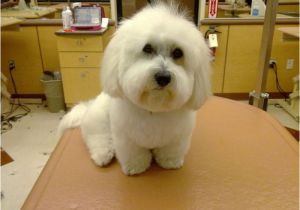 Cute Maltese Hairstyles Maltese Haircuts Styles Pictures
