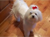 Cute Maltese Hairstyles Morkie Hair Styles Platinumofficellc Cute Maltese