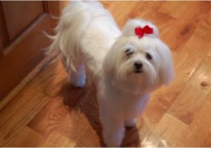 Cute Maltese Hairstyles Morkie Hair Styles Platinumofficellc Cute Maltese