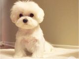 Cute Maltese Hairstyles the 25 Best Maltese Haircut Ideas On Pinterest