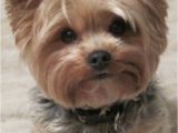 Cute Yorkie Hairstyles 50 Inspired Cute Short Yorkie Haircuts