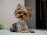 Cute Yorkie Hairstyles Cute Yorkie Haircuts