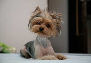 Cute Yorkie Hairstyles Cute Yorkie Haircuts