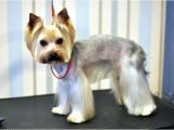 Cute Yorkie Hairstyles Explore Yorkie Haircuts and Select the Best Style