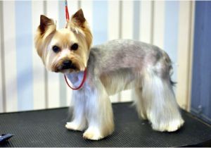 Cute Yorkie Hairstyles Explore Yorkie Haircuts and Select the Best Style