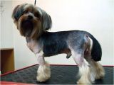 Cute Yorkie Hairstyles Explore Yorkie Haircuts and Select the Best Style