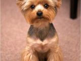 Cute Yorkie Hairstyles Yorkie Haircuts 100 Yorkshire Terrier Hairstyles