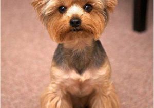 Cute Yorkie Hairstyles Yorkie Haircuts 100 Yorkshire Terrier Hairstyles