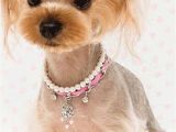 Cute Yorkie Hairstyles Yorkie Haircuts 100 Yorkshire Terrier Hairstyles