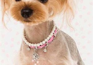 Cute Yorkie Hairstyles Yorkie Haircuts 100 Yorkshire Terrier Hairstyles