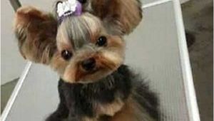 Cute Yorkie Hairstyles Yorkie Haircuts 100 Yorkshire Terrier Hairstyles