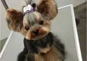 Cute Yorkie Hairstyles Yorkie Haircuts 100 Yorkshire Terrier Hairstyles