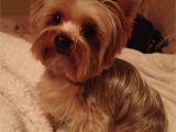 Cute Yorkie Hairstyles Yorkie S Haircuts