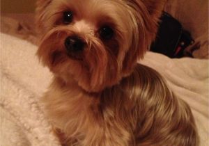 Cute Yorkie Hairstyles Yorkie S Haircuts