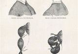 Diy 1800s Hairstyles Easy Victorian Bun Pictorial Hair