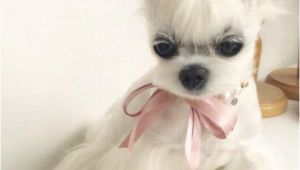 Haircuts for Dogs 15 Very Interesting and Funny Dog Haircuts Dogs