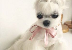 Haircuts for Dogs 15 Very Interesting and Funny Dog Haircuts Dogs