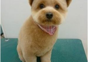 Haircuts for Dogs 259 Best Dogs with Haircuts Images