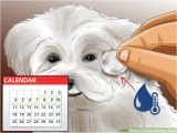 Haircuts for Dogs 3 Ways to Groom Maltese Dogs Wikihow