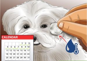 Haircuts for Dogs 3 Ways to Groom Maltese Dogs Wikihow