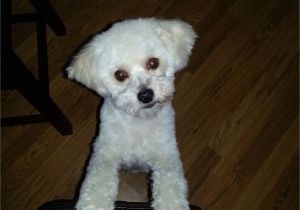 Haircuts for Dogs Charlie S New Haircut Love the Ears Maltipoo Maltepoo Maltese