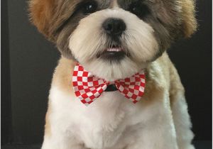 Haircuts for Dogs Dogs Perfect Paws Grooming Salon tovi Haircut Ideas