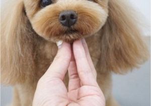 Haircuts for Dogs Favorite Cute Dog Hairstyles