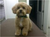 Haircuts for Dogs Grooming