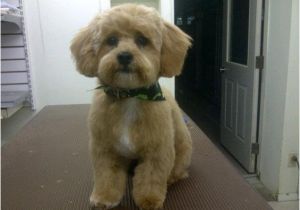 Haircuts for Dogs Grooming