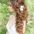 Wedding Hairstyles Half Up Side 20 Gorgeous Half Up Wedding Hairstyle Ideas